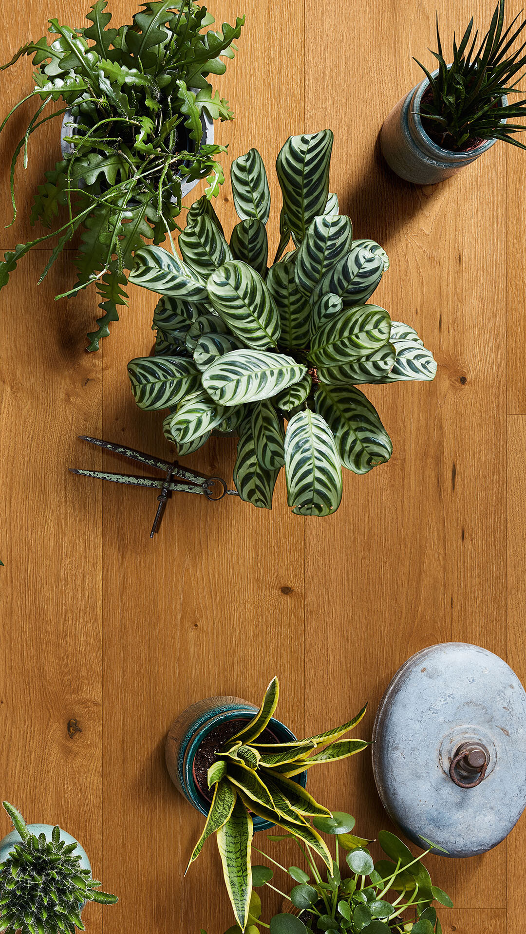 Urban Jungle - der grüne Wohntrend Lindura-Holzboden mit vielen Grünpflanzen